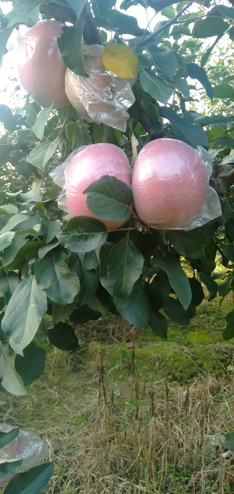 山西临汾脆甜冰糖心苹果无美颜无滤镜无打蜡