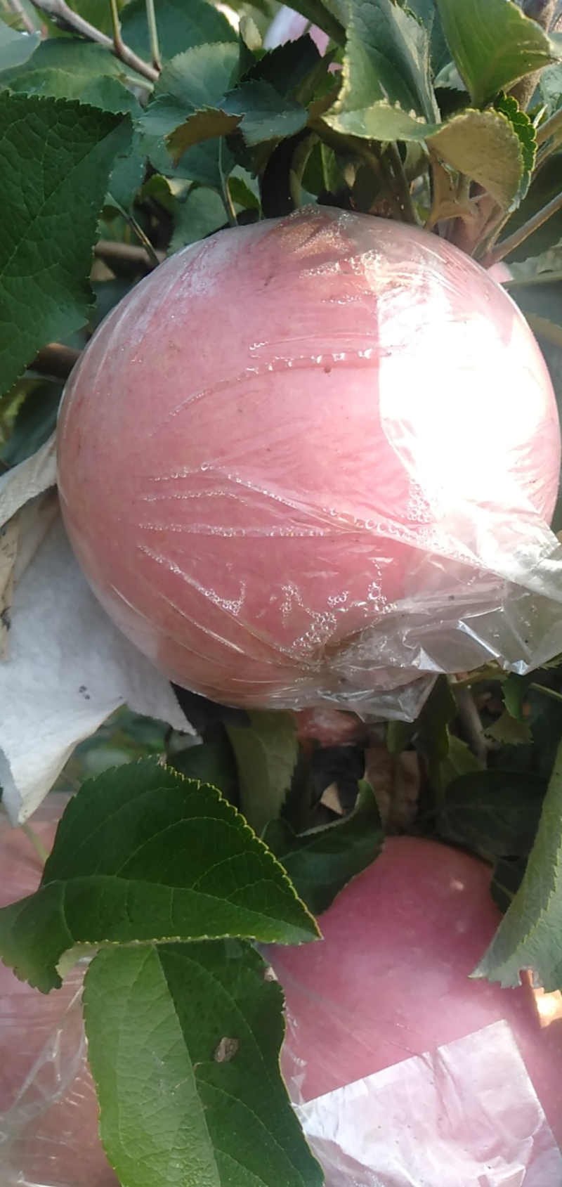 山西临汾脆甜冰糖心苹果无美颜无滤镜无打蜡