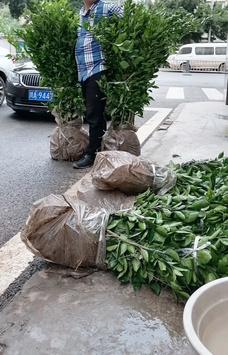 优质春见耙耙柑树苗公分苗红桔砧春见苗可开产地检疫证