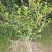 茶梅，四川宜宾茶梅种植基地常年出售茶花茶梅