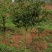 茶梅，四川宜宾茶梅种植基地常年出售茶花茶梅
