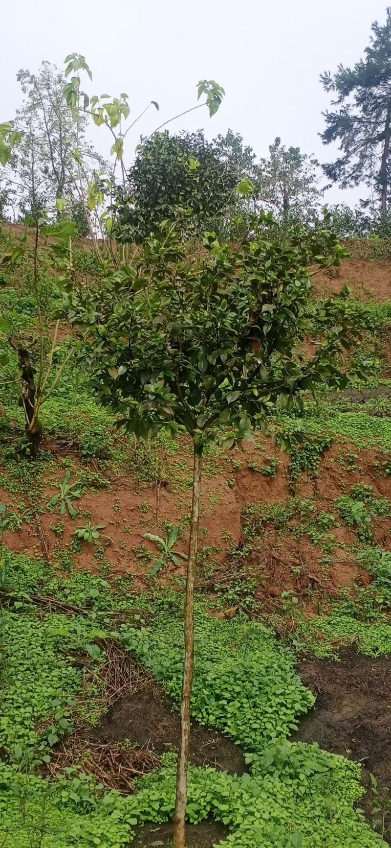 茶梅，四川宜宾茶梅种植基地常年出售茶花茶梅