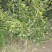 茶梅，四川宜宾茶梅种植基地常年出售茶花茶梅