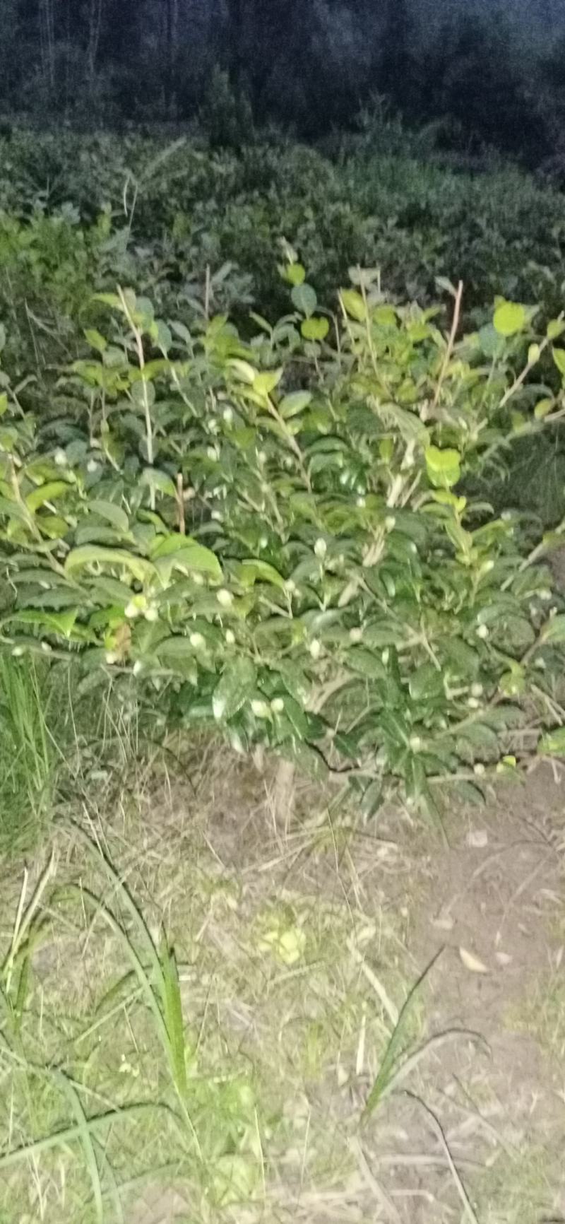 茶梅，四川宜宾茶梅种植基地常年出售茶花茶梅