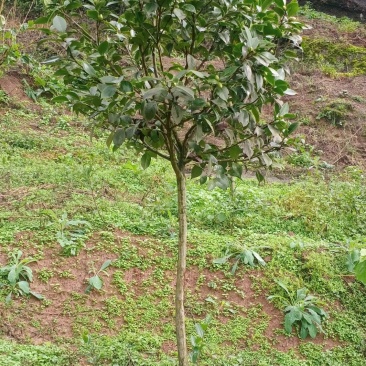 茶梅，四川宜宾茶梅种植基地常年出售茶花茶梅
