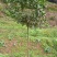 茶梅，四川宜宾茶梅种植基地常年出售茶花茶梅