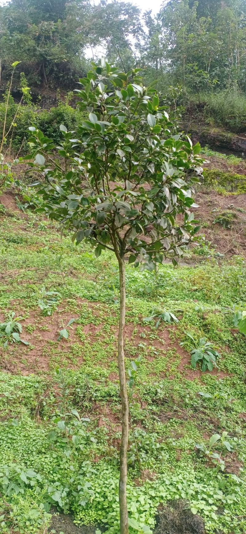 茶梅，四川宜宾茶梅种植基地常年出售茶花茶梅