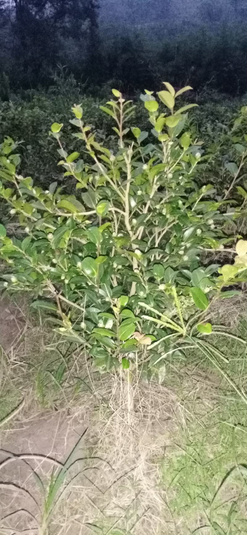 茶梅，四川宜宾茶梅种植基地常年出售茶花茶梅