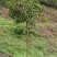 茶梅，四川宜宾茶梅种植基地常年出售茶花茶梅