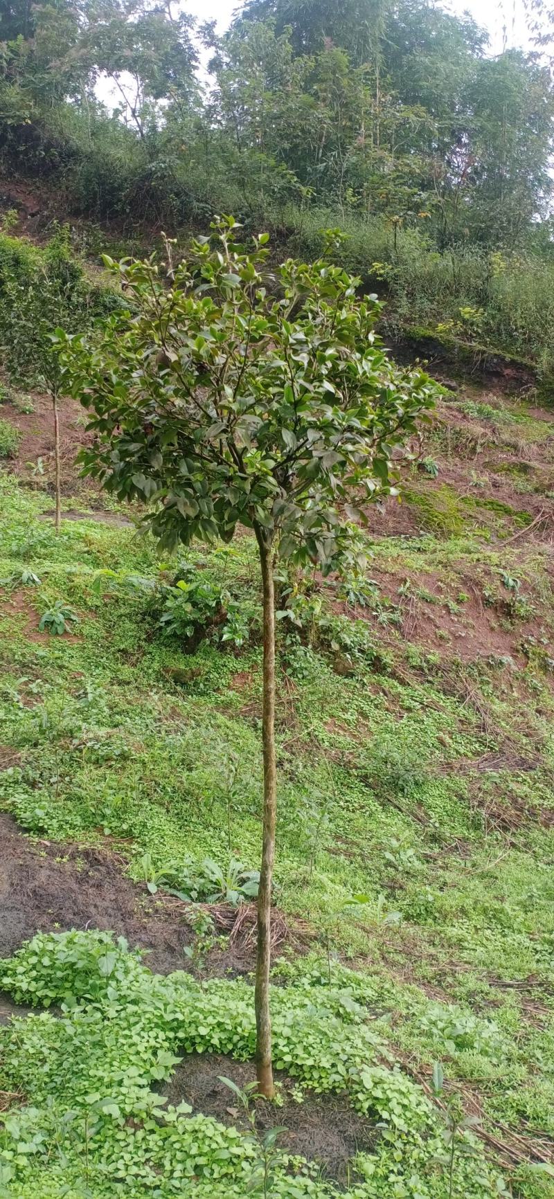 茶梅，四川宜宾茶梅种植基地常年出售茶花茶梅