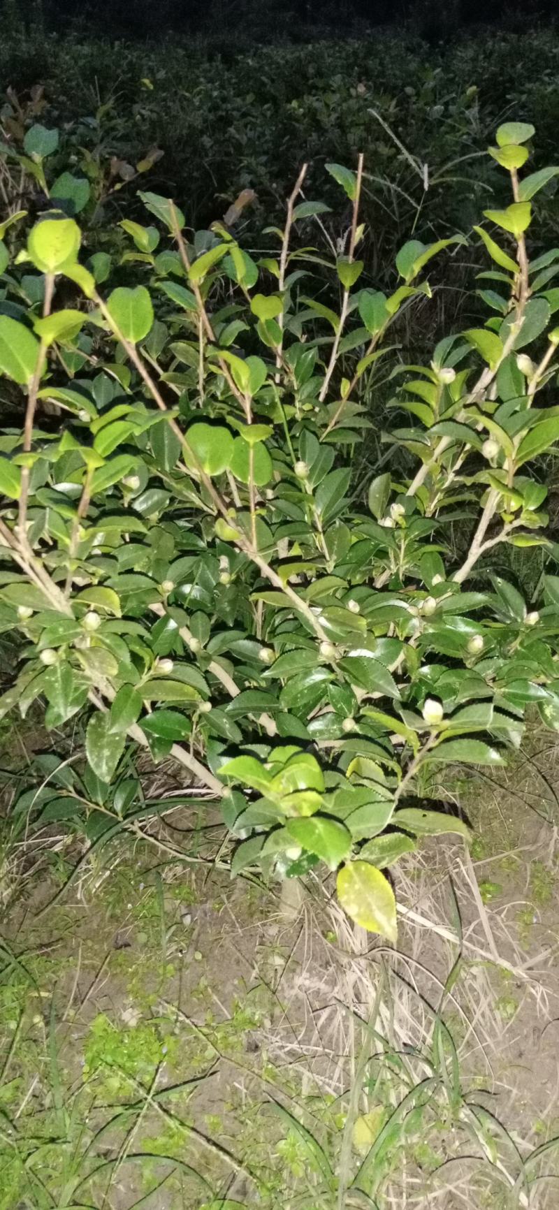 茶梅，四川宜宾茶梅种植基地常年出售茶花茶梅