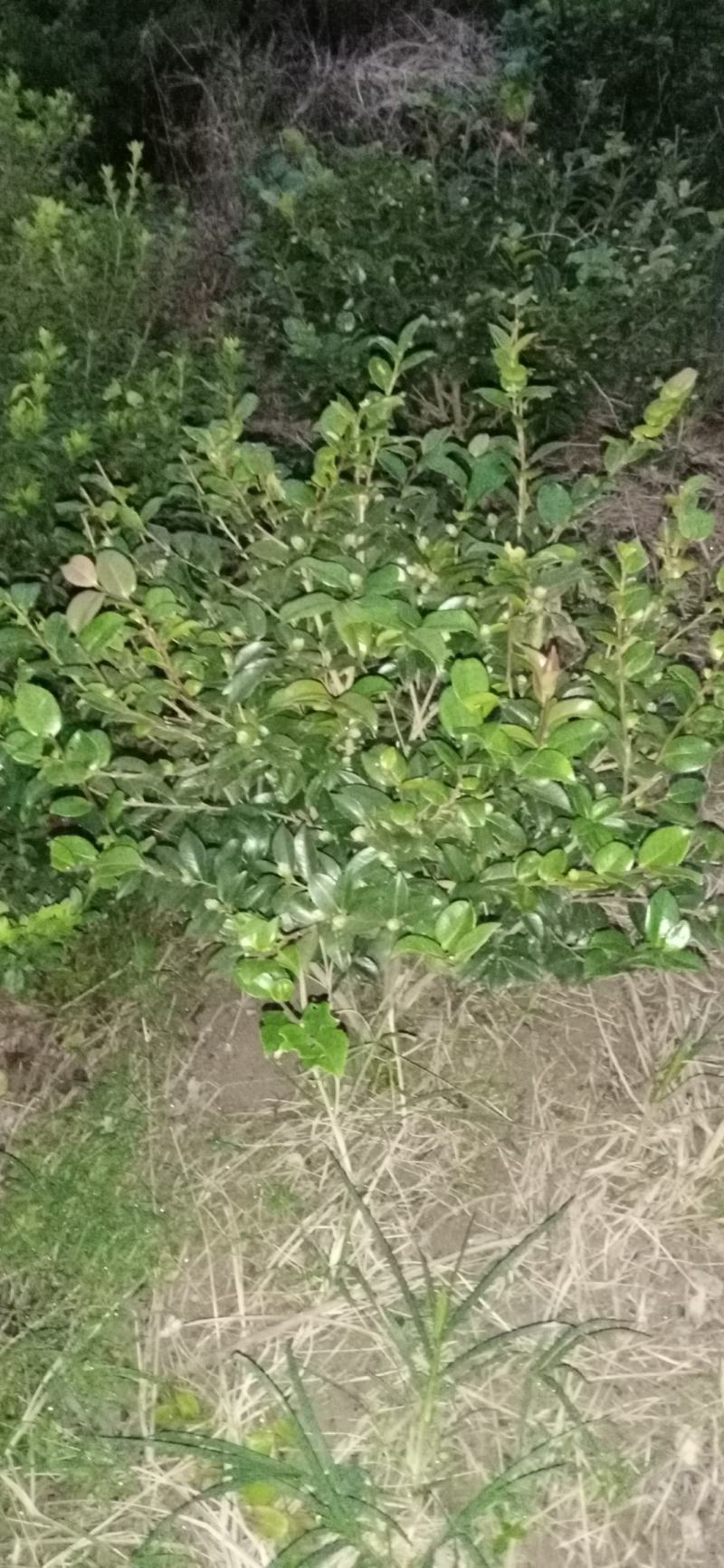 茶梅，四川宜宾茶梅种植基地常年出售茶花茶梅