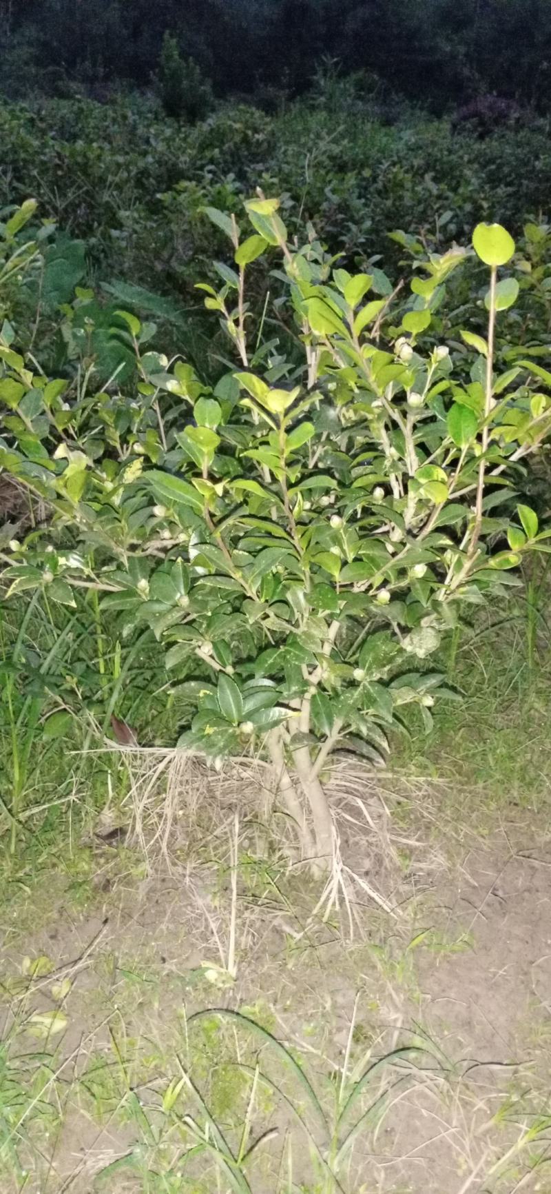 茶梅，四川宜宾茶梅种植基地常年出售茶花茶梅