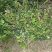 茶梅，四川宜宾茶梅种植基地常年出售茶花茶梅