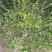 茶梅，四川宜宾茶梅种植基地常年出售茶花茶梅