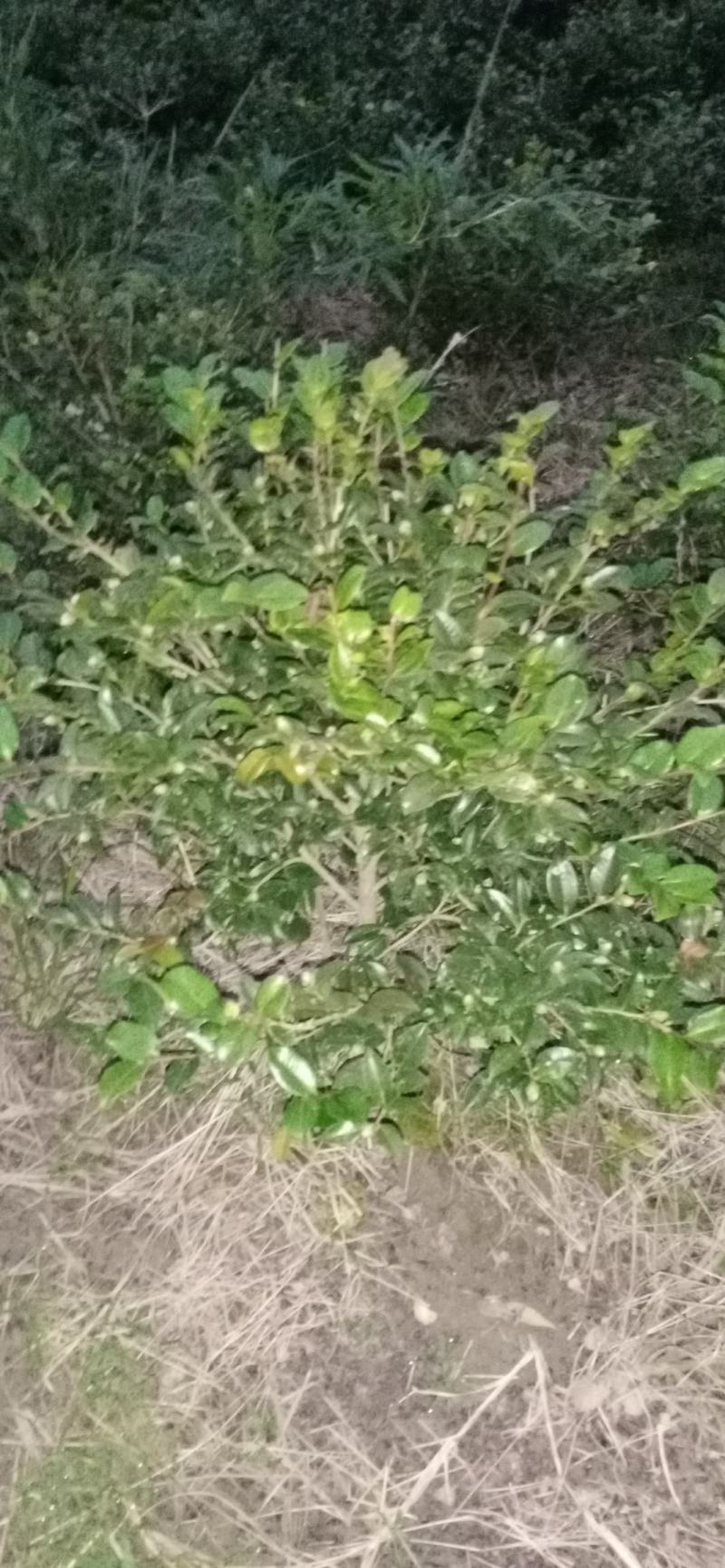茶梅，四川宜宾茶梅种植基地常年出售茶花茶梅