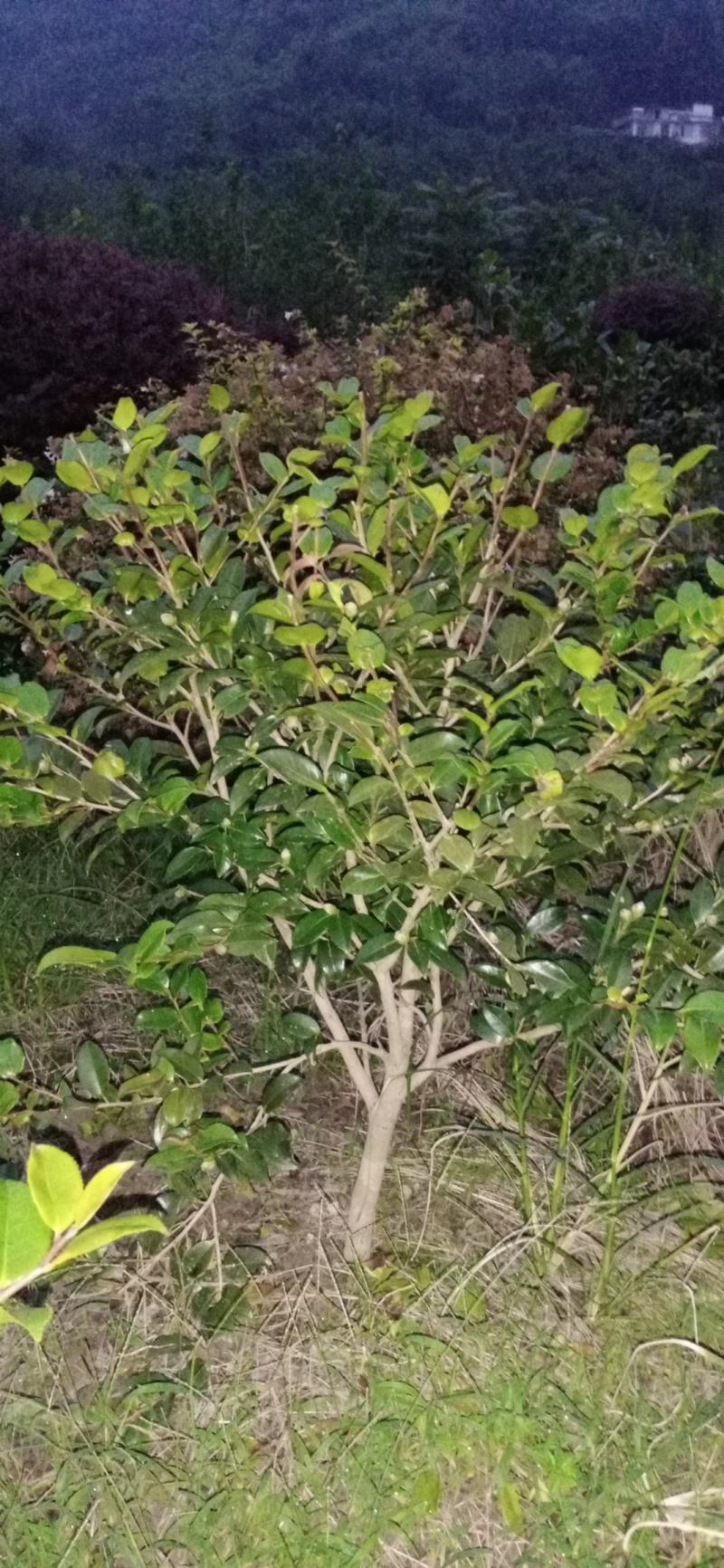 茶梅，四川宜宾茶梅种植基地常年出售茶花茶梅