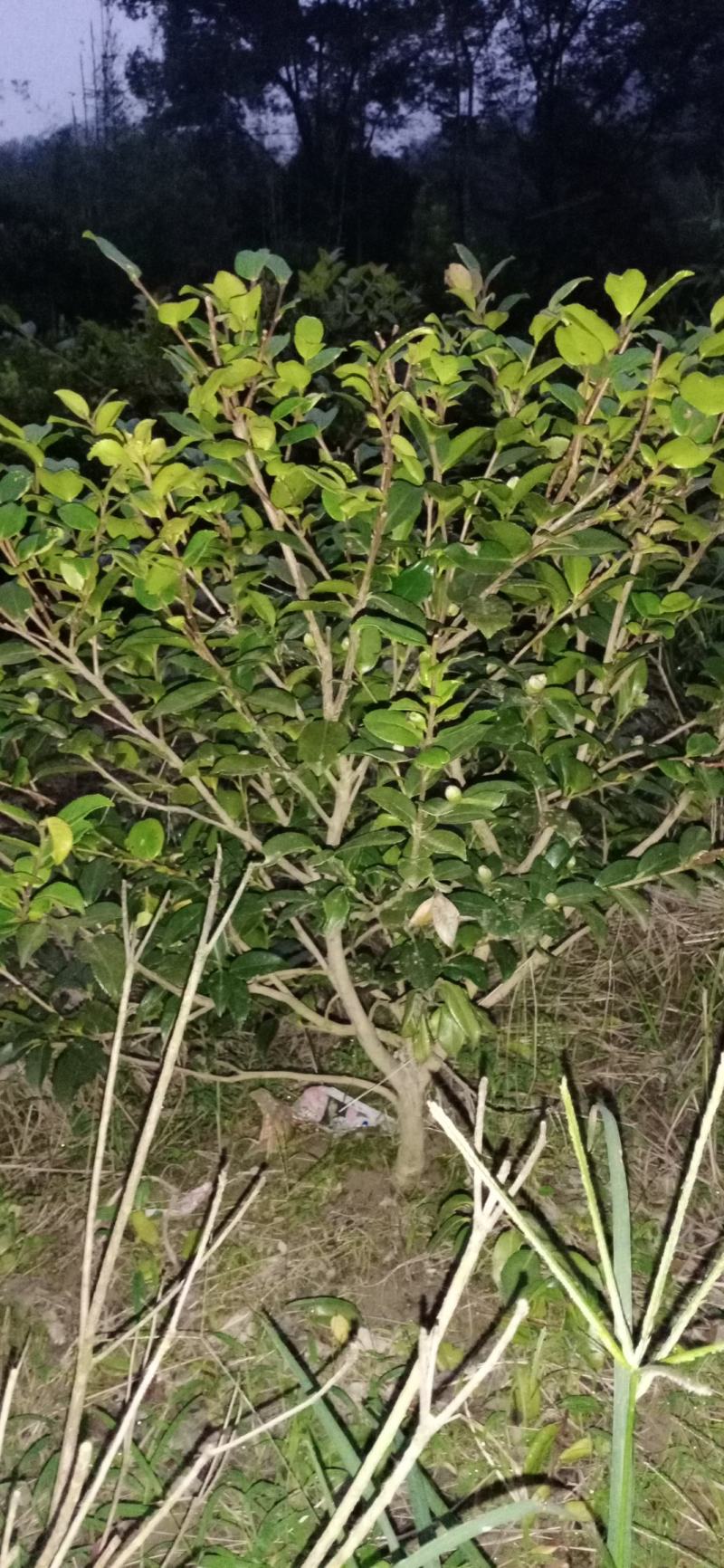 茶梅，四川宜宾茶梅种植基地常年出售茶花茶梅