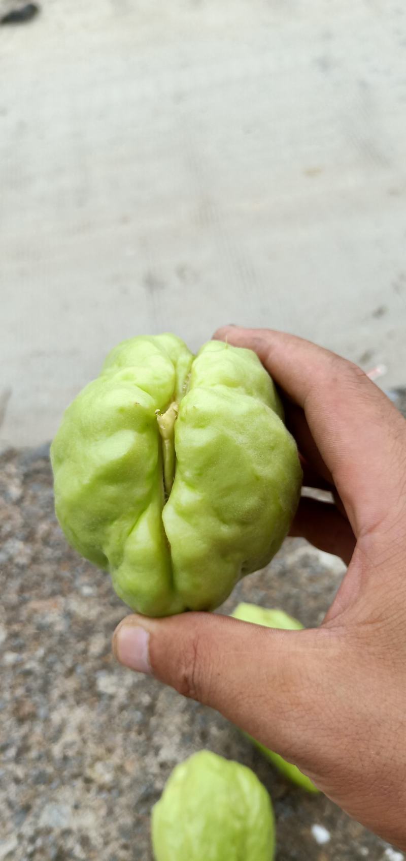 贵州佛手瓜种基地预售