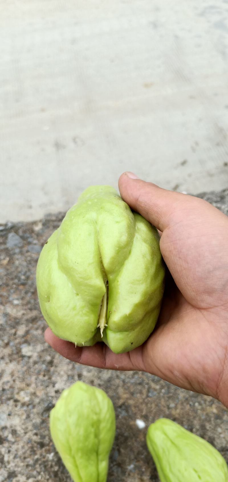 贵州佛手瓜种基地预售