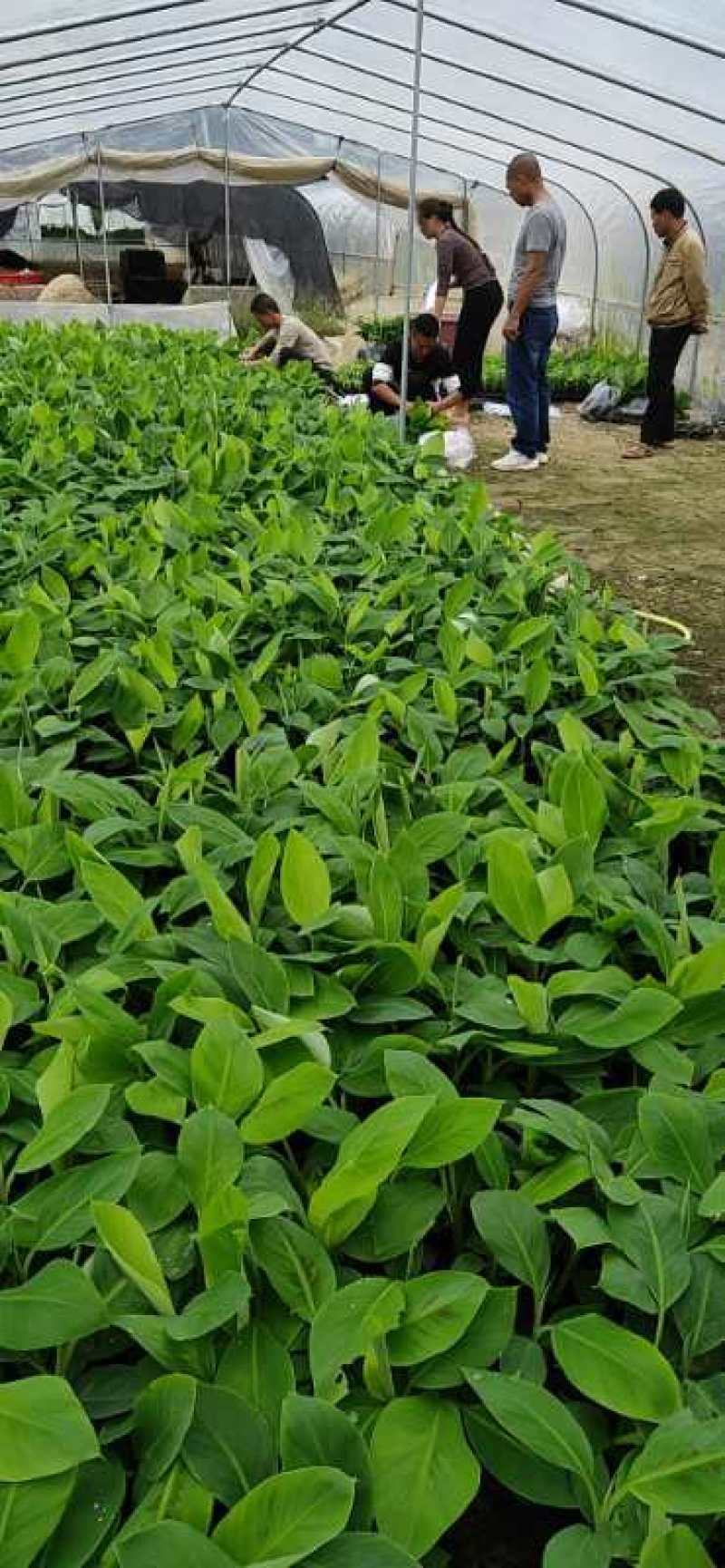 香蕉苗/西贡蕉苗/巴西蕉苗/南天黄蕉苗/金粉蕉苗/广粉蕉