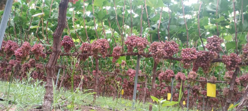 无籽葡萄价格优美，一手货源实力代办欢迎骚扰