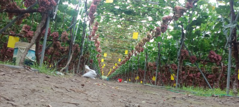 无籽葡萄价格优美，一手货源实力代办欢迎骚扰