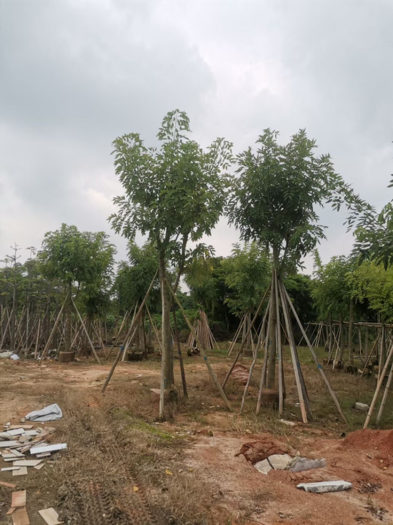 大量供应光杆货和骨架货，腊肠树5分到15分