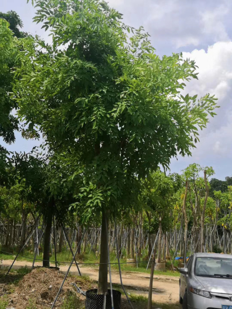 大量供应光杆货和骨架货，腊肠树5分到15分