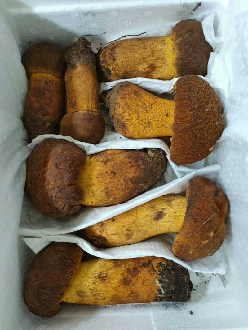 云南纯野生新鲜黄牛肝菌精品