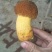 云南纯野生新鲜黄牛肝菌精品