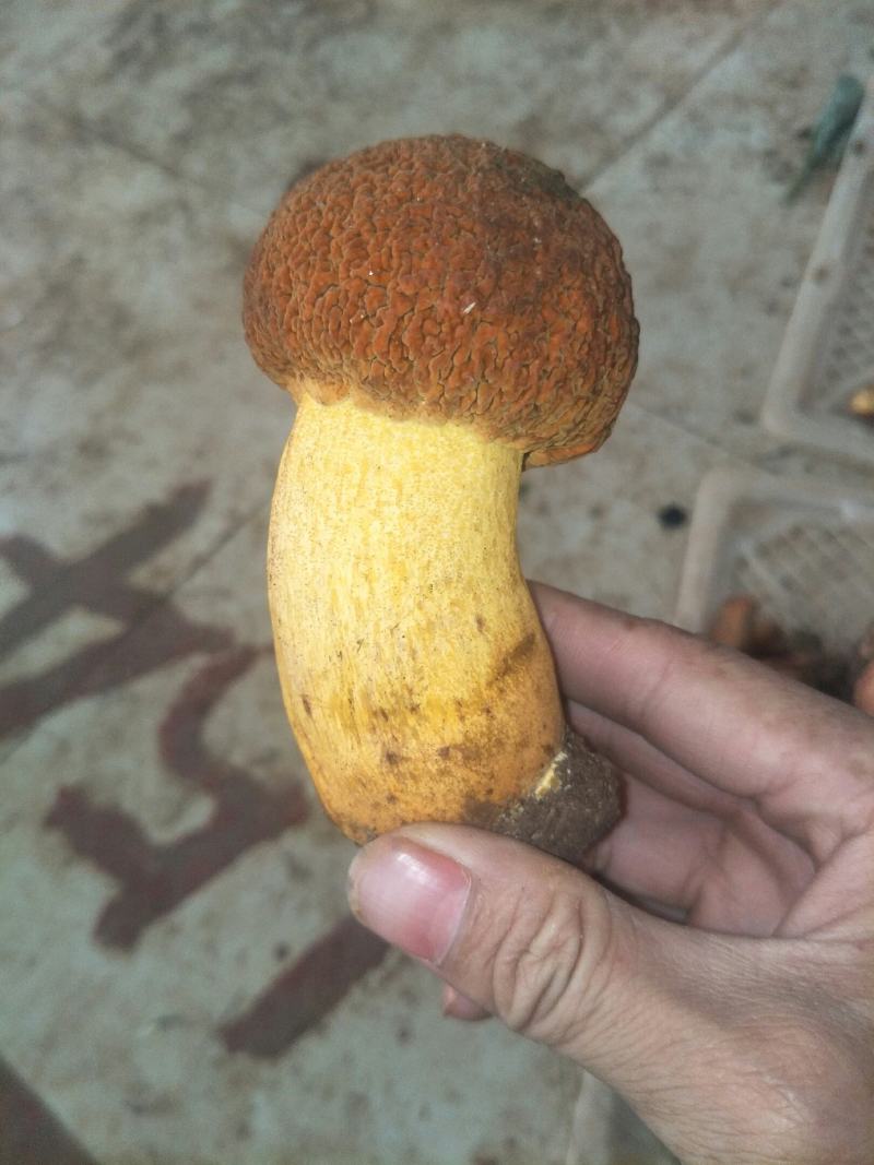 云南纯野生新鲜黄牛肝菌精品