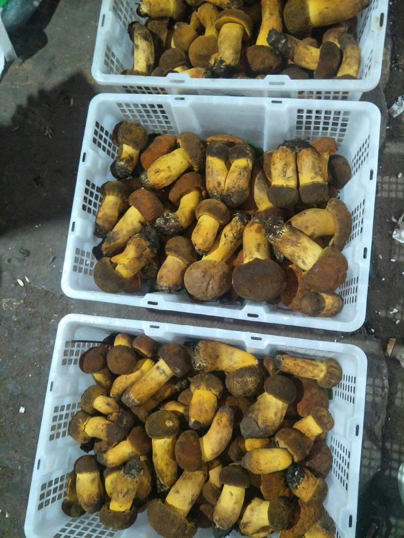 云南纯野生新鲜黄牛肝菌精品