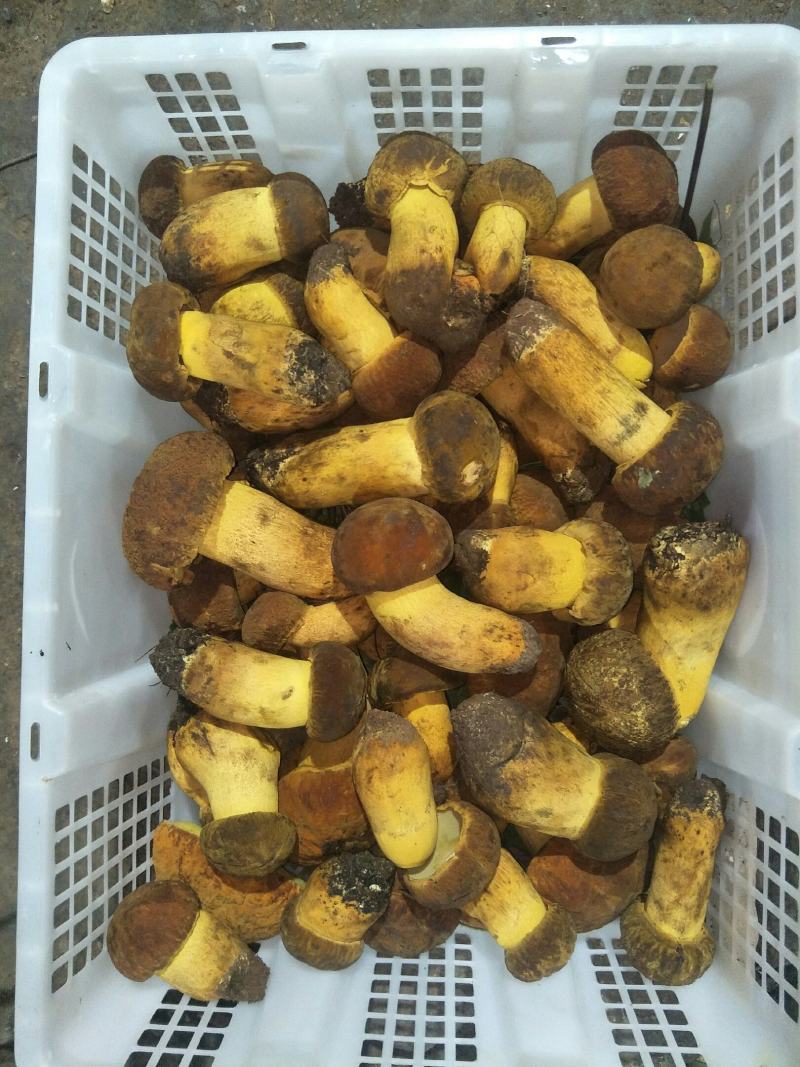 云南纯野生新鲜黄牛肝菌精品