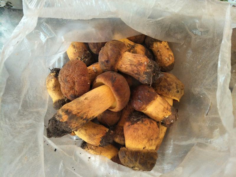云南纯野生新鲜黄牛肝菌精品