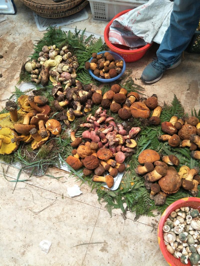 云南纯野生新鲜黄牛肝菌精品