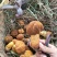 云南纯野生新鲜黄牛肝菌精品