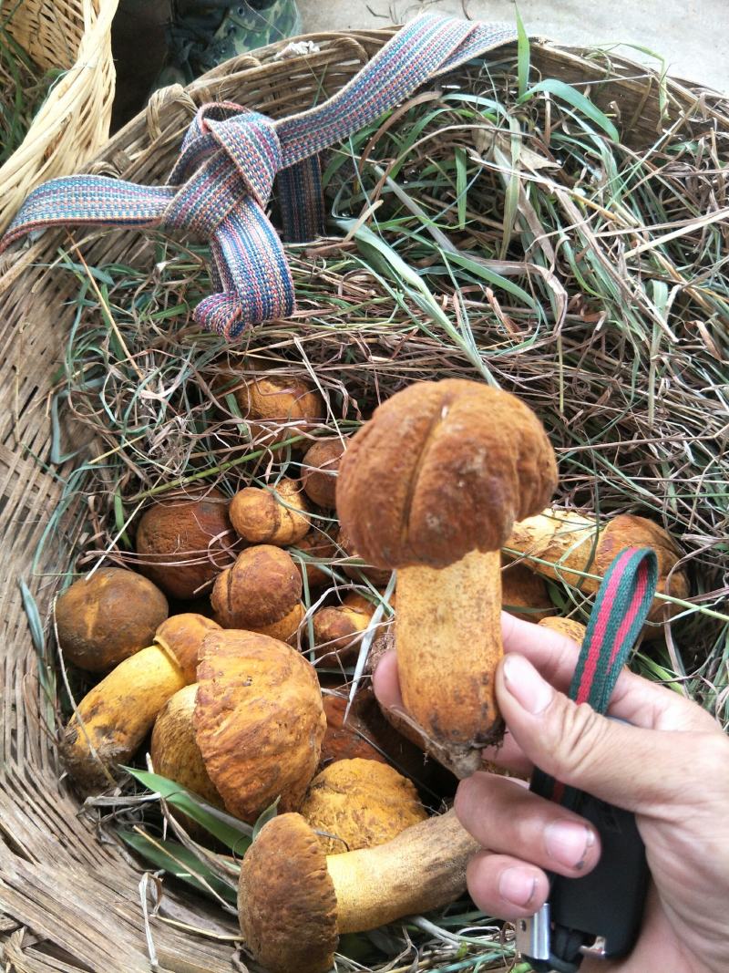 云南纯野生新鲜黄牛肝菌精品