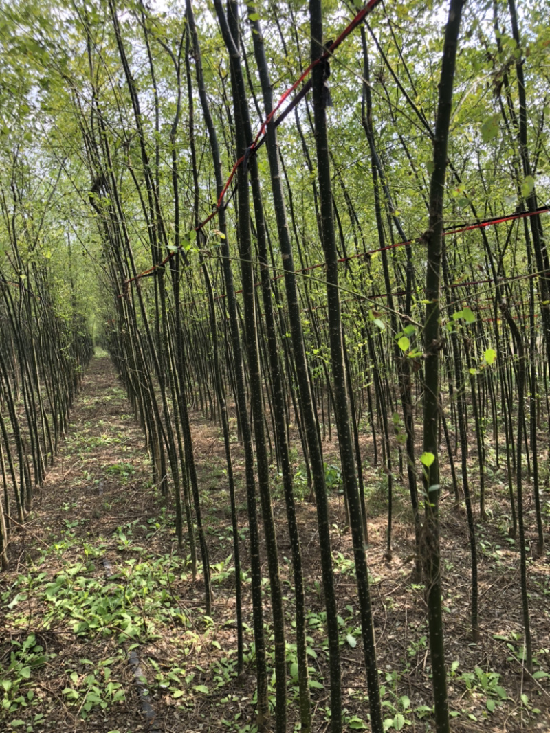 速生国槐各规格齐全，杆直量大供应！货源充足