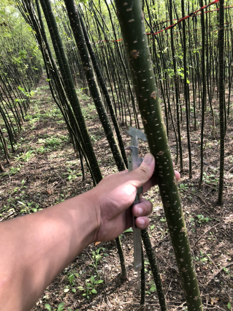 速生国槐各规格齐全，杆直量大供应！货源充足