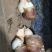 商品蜗牛，可做宠物蜗牛养，
