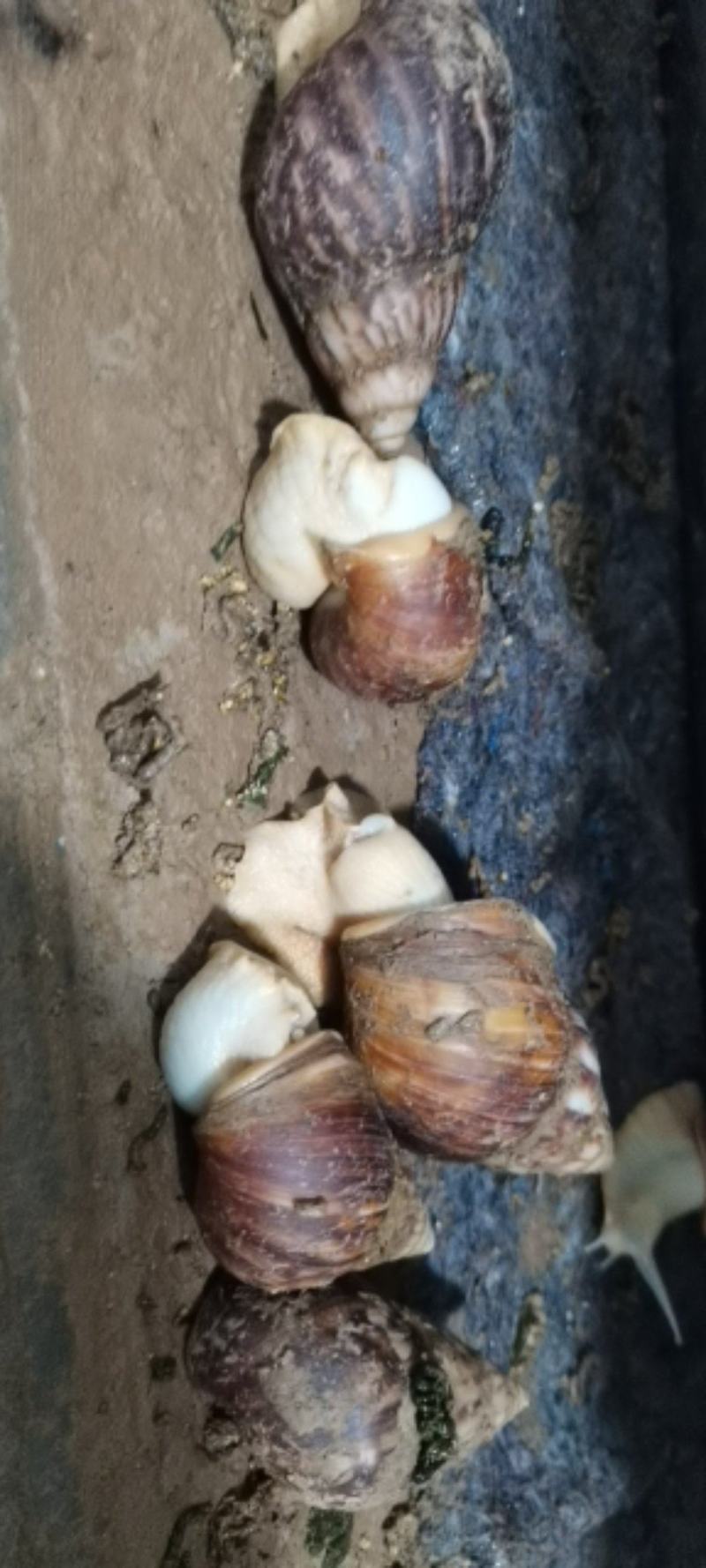 商品蜗牛，可做宠物蜗牛养，