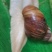 商品蜗牛，可做宠物蜗牛养，