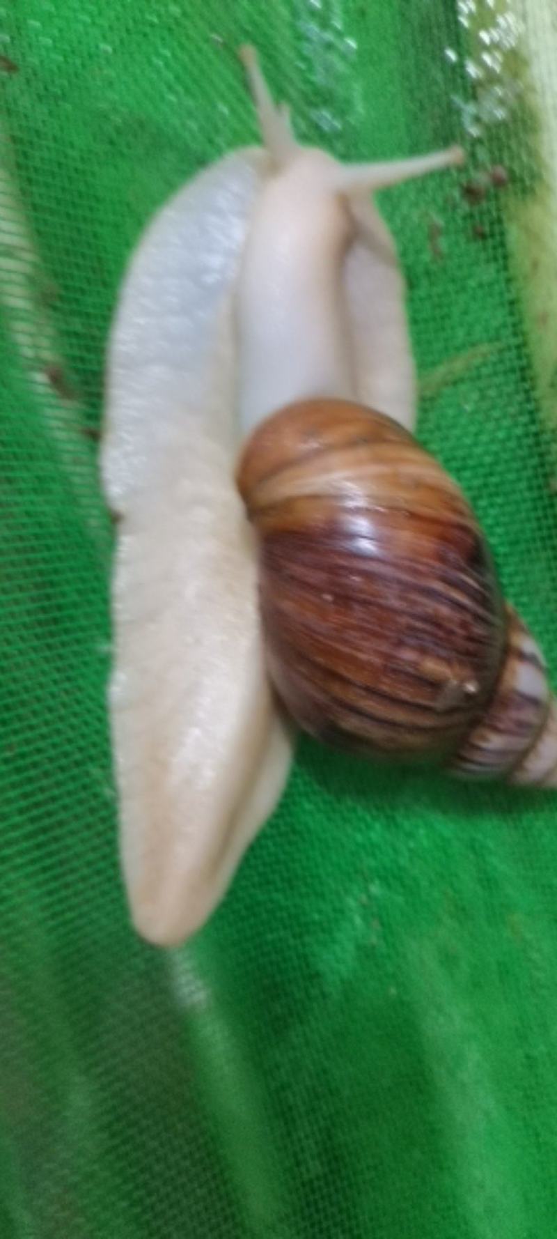 商品蜗牛，可做宠物蜗牛养，