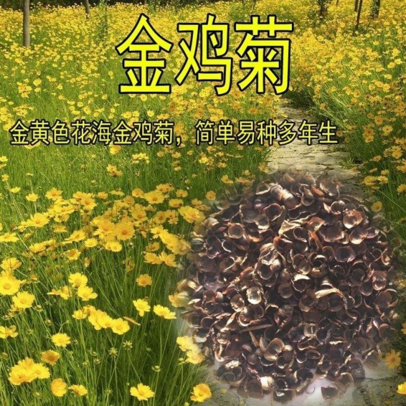 大花金鸡菊种子秋冬种植适合冬天的花种野菊花种子绿化多年生