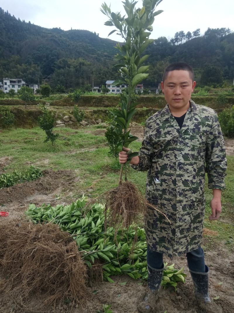 正宗重庆脐橙苗包成活叶面清秀，根须发达