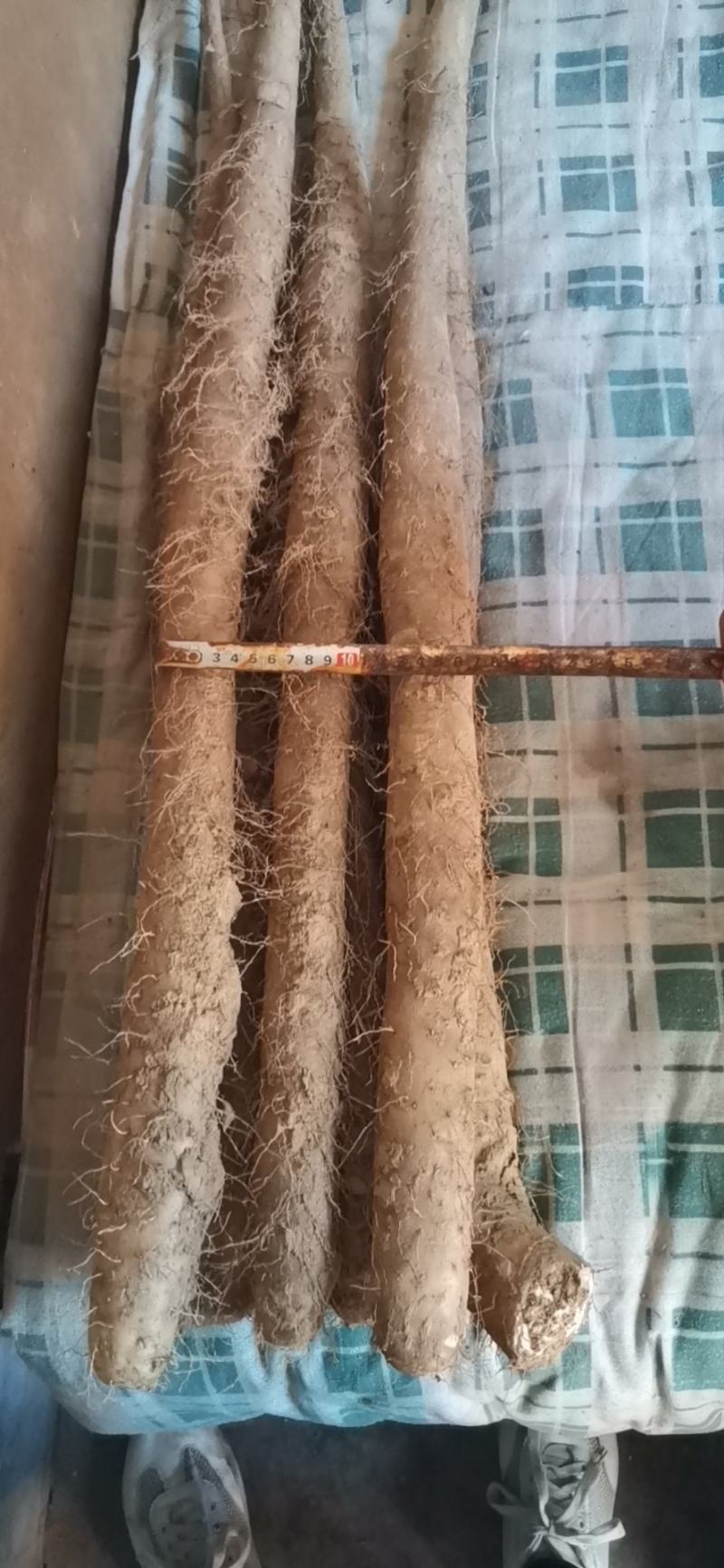 日本白白玉山药大货