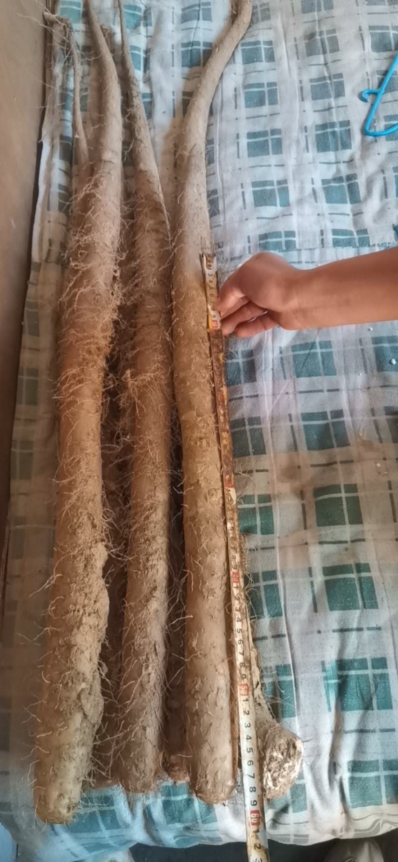 日本白白玉山药大货