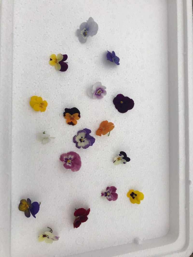 角堇三色堇花颜色多质量好