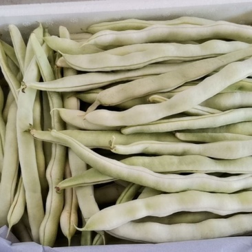豆角白芸豆白不老架豆王白豆角
